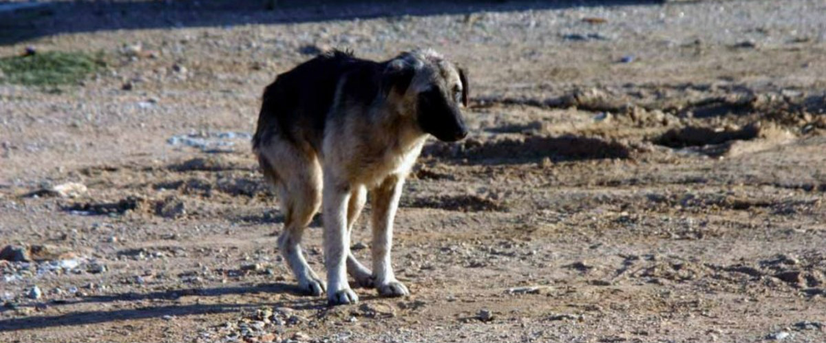 ΣΑΛΟΣ: Κολαστήριο το καταφύγιο Αραδίππου: «Είδα με τα μάτια μου να πυροβολούν σκύλους, είδα ζώα να τα καίνε ζωντανά…»