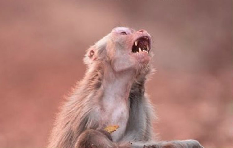 Συγκινητική φωτογραφία: Μαϊμού θρηνεί με απελπισία το «νεκρό» μωρό της