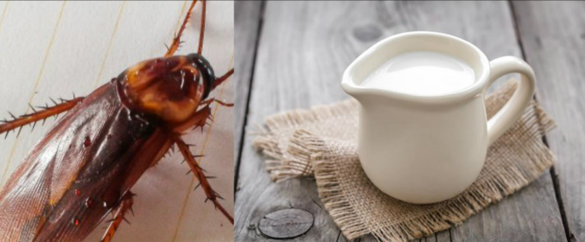 Γάλα κατσαρίδας: Είναι το επόμενο superfood;