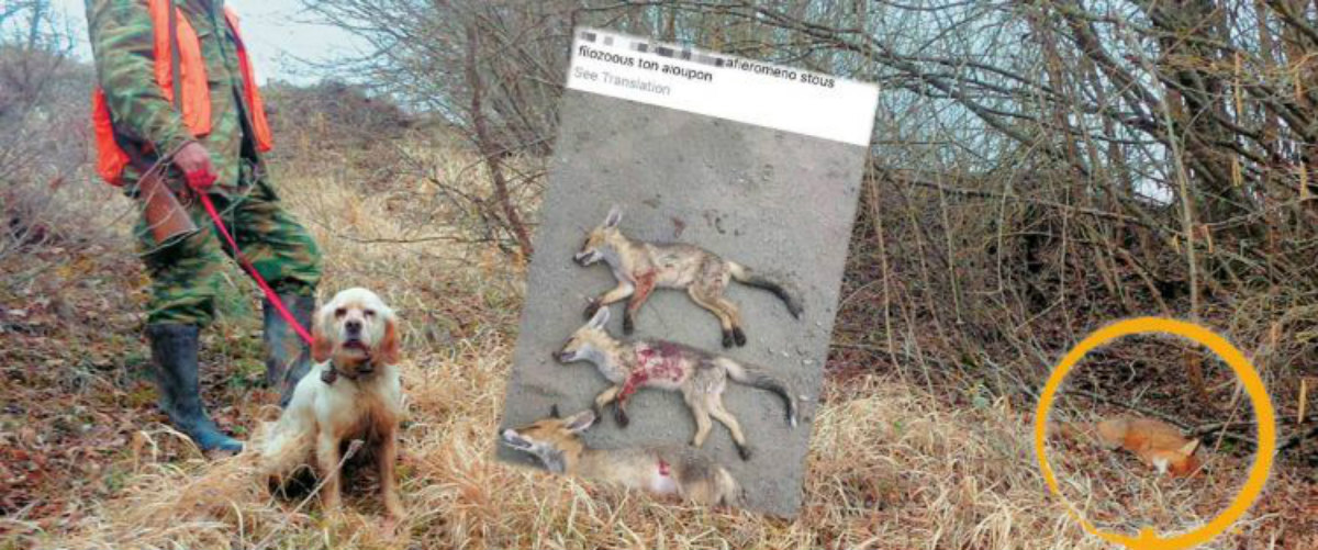 Εντοπίστηκε ο κυνηγός που σκότωσε αλεπούδες και καυχιόταν για το κατόρθωμα του στο Facebook! Πήγε με ένταλμα στο σπίτι του η Αστυνομία