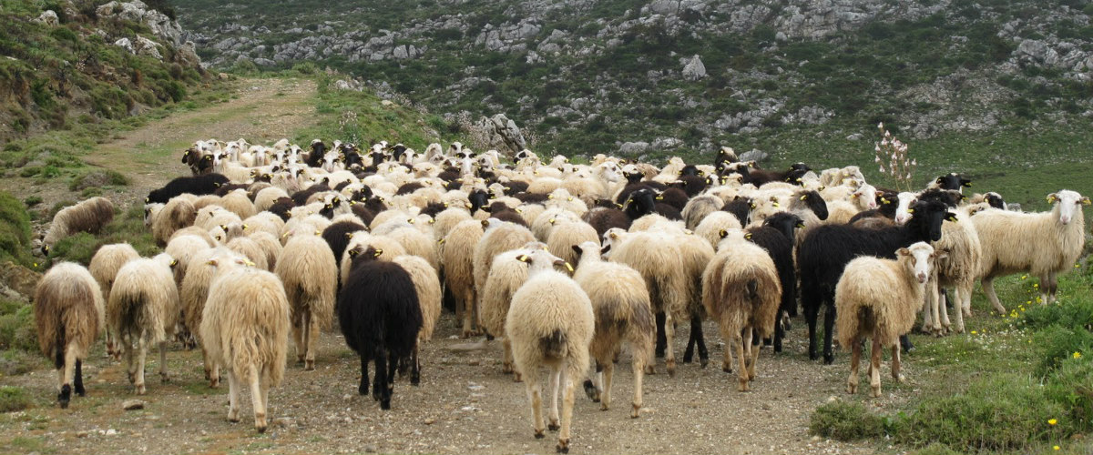 ΠΑΦΟΣ: Μετρούσε, ξαναμετρούσε αλλά τα πρόβατα ήταν λιγότερα! 80-130 ζώα «έκαναν φτερά» από τις μάντρες 58χρονου