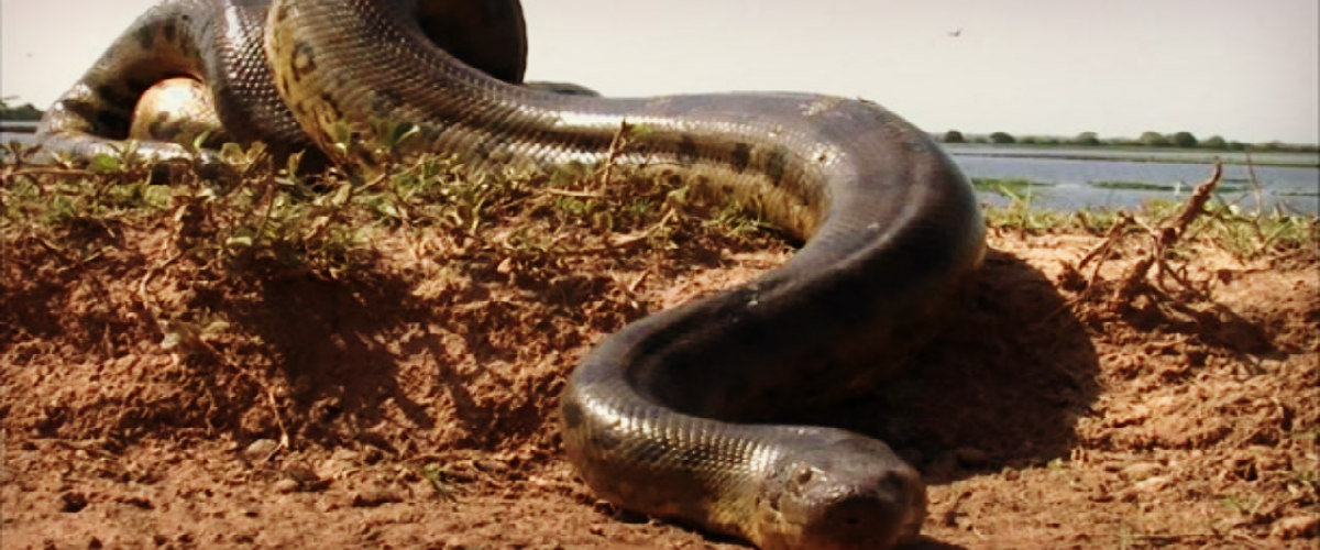 Προκαλεί τρόμο: Αυτό είναι το μεγαλύτερο φίδι στον κόσμο!