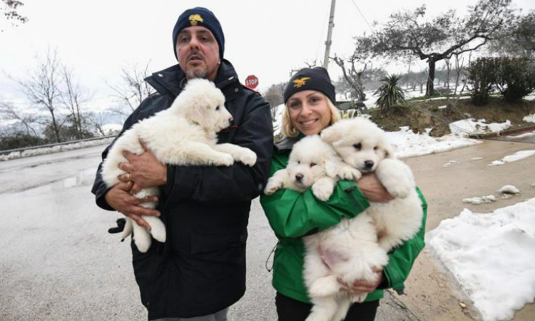 Aναπτερώνονται οι ελπίδες για επιζώντες στην Ιταλία μετά τη διάσωση τριών σκυλιών