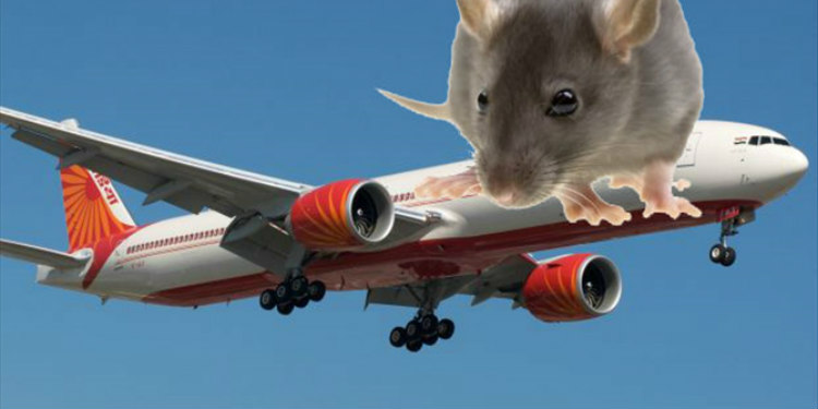 Αναστάτωση στον αέρα: Ουρλιαχτά και κραυγές αγωνίας λόγω ενός…ποντικού!