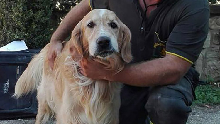 Σκύλος διασώθηκε ύστερα από 9 ημέρες εγκλωβισμένος στα χαλάσματα του σεισμού στην Ιταλία