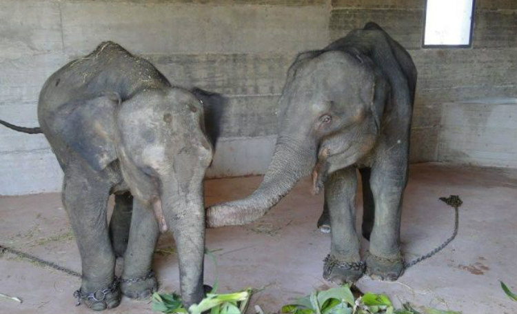 Κομμα για τα ζώα: Λύπη και αγανάκτηση για το θάνατο ελέφαντα του Ζωολογικού Κήπου στην Πάφο