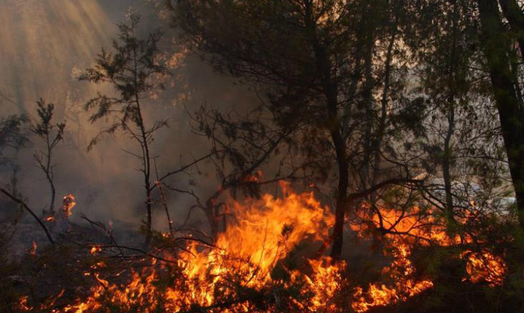 Υπό έλεγχο πυρκαγιά που απείλησε το Δάσος Σταυροβουνίου