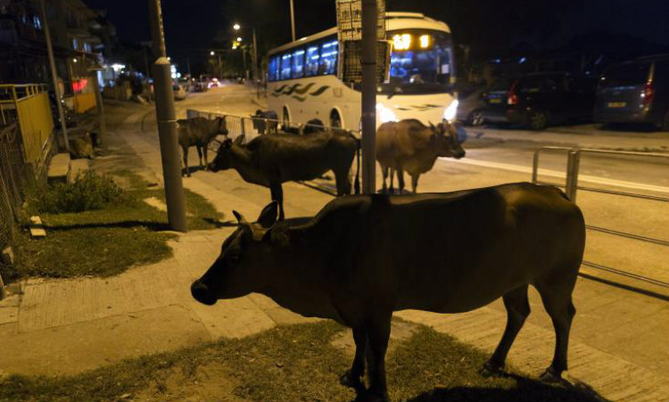 Ινδία: Βάφουν τα κέρατα αγελάδων με φωσφοριζέ μπογιά για να μειώσουν τα τροχαία τις νυχτερινές ώρες!