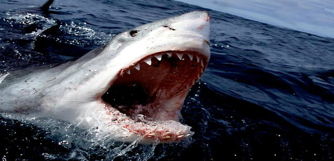 ΑΥΣΤΡΑΛΙΑ: Καρχαρίας κατασπάραξε 17χρονη σέρφερ