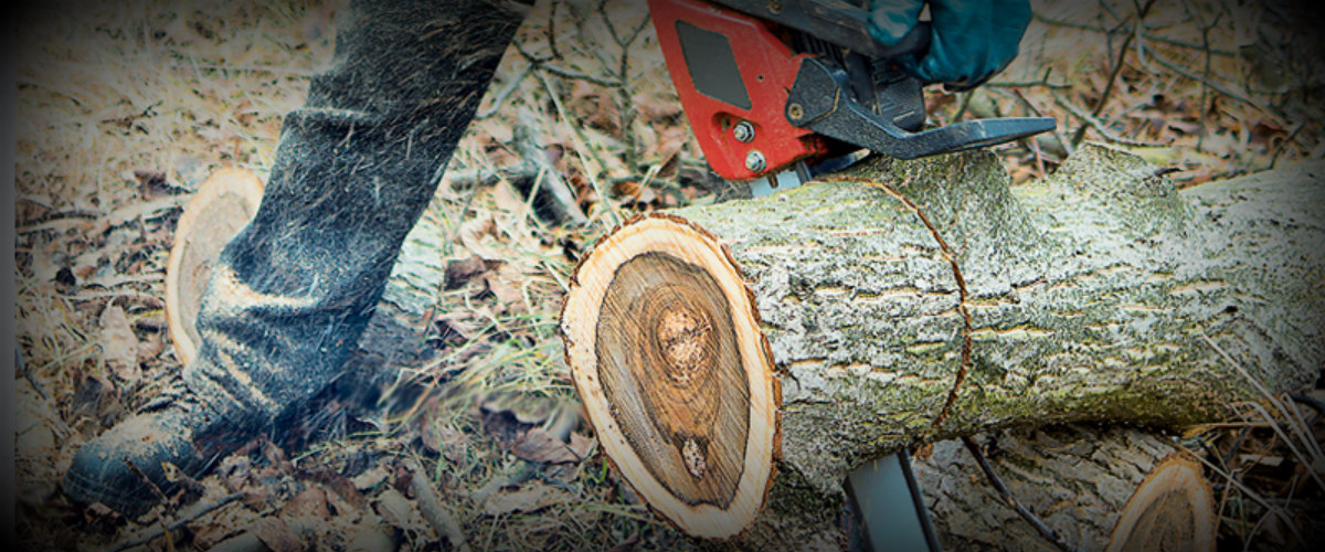 ΠΑΦΟΣ: Φόρτωσαν ένα διπλοκάμπινο γεμάτο ξύλα πεύκων – Καταζητείται 27χρονος Παφίτης
