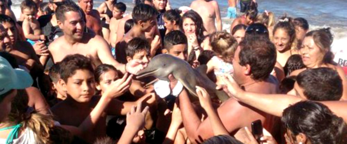ΤΡΑΓΙΚΟ! Μωρό δελφίνι καταδικάστηκε σε θάνατο για selfies... (VIDEO)