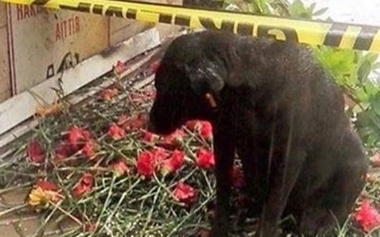 Σκύλος περιμένει το αφεντικό του που σκοτώθηκε στη Σμύρνη! Παραμένει στο ίδιο σημείο από την ημέρα της επίθεσης