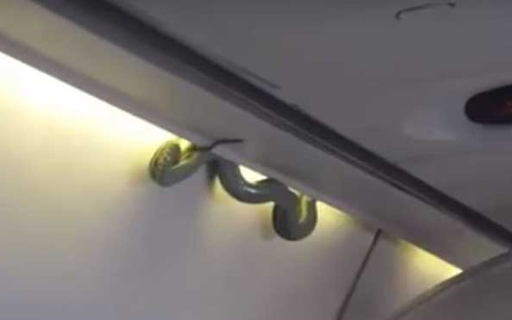 Φίδι-λαθρεπιβάτης αιφνιδίασε ταξιδιώτες την ώρα της πτήσης