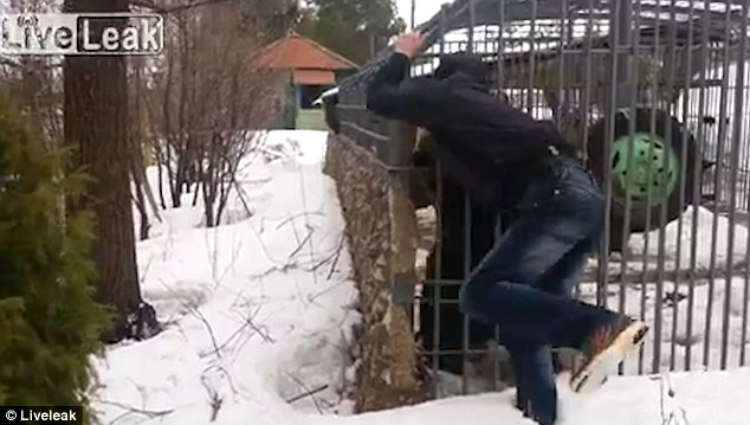 Σοκαριστικό βίντεο: Αρκούδα σε κλουβί τρώει το χέρι μεθυσμένου που ήθελε να τη χαϊδέψει