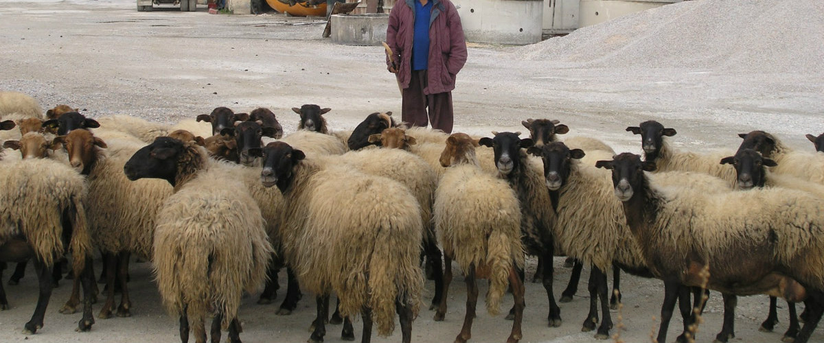 Καταστράφηκε οικονομικά κτηνοτρόφος στην Πάφο! Του έκλεψαν 73 πρόβατα και τα φόρτωσαν σε φορτηγό