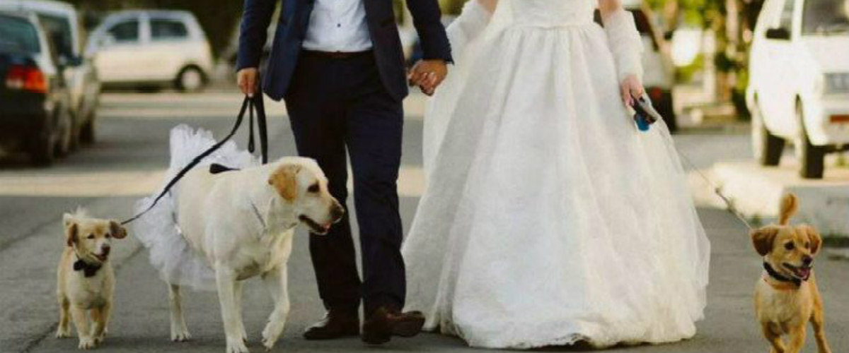 Κύπρια επώνυμη παντρεύτηκε με παρανυμφάκια τα σκυλάκια της! ΦΩΤΟ - VIDEO