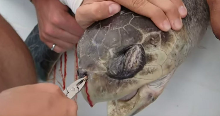 Γι΄ αυτό δεν πρέπει να πετάτε σκουπίδια στη θάλασσα – Δείτε τι αφαίρεσαν από το ρουθούνι χελώνας! Σφάδαζε από τον πόνο