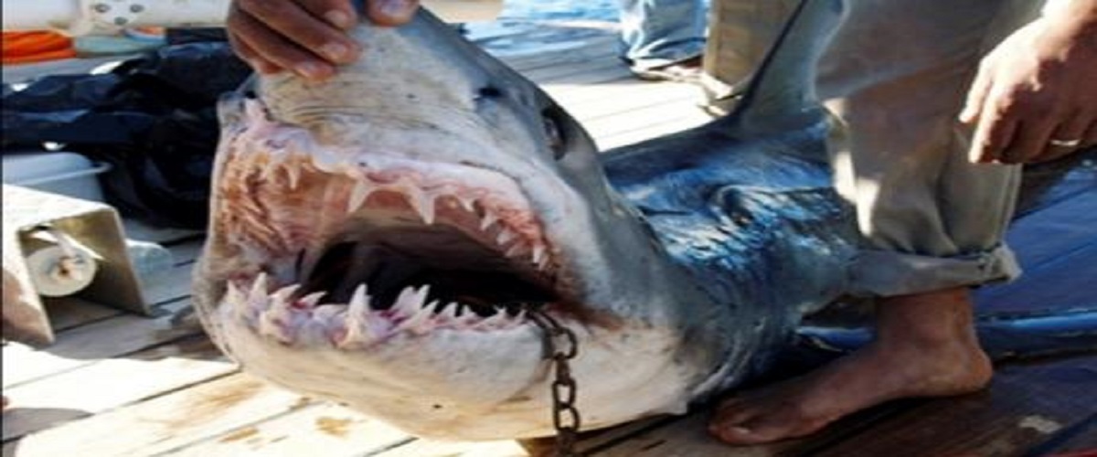 Πιάστηκε καρχαρίας ενός μέτρου σε δίχτυα ψαρά!