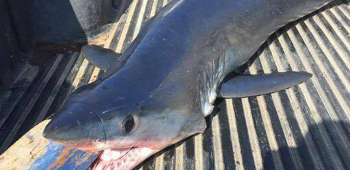 Απίστευτο και όμως αληθινό – Βρέθηκε καρχαρίας ανοιχτά της Πάφου – Αλιεύθηκε από επαγγελματίες ψαράδες – ΦΩΤΟΓΡΑΦΙΑ