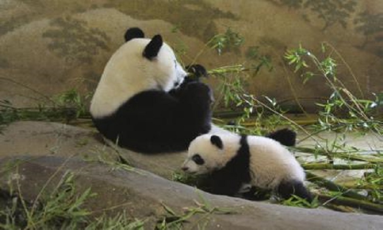 Διπλή ευτυχία στο ζωολογικό κήπο της Ουάσινγκτον με τη γέννηση δίδυμων γιγάντιων Πάντα