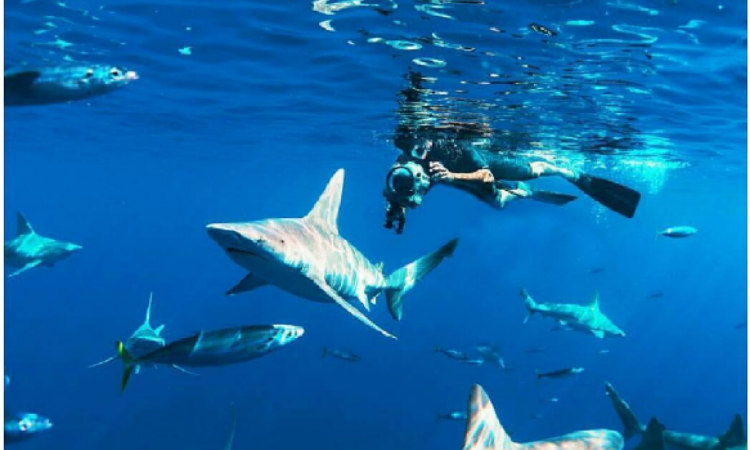 Πρόσωπο της κυπριακής tv κολυμπά με κοπάδι από καρχαρίες!