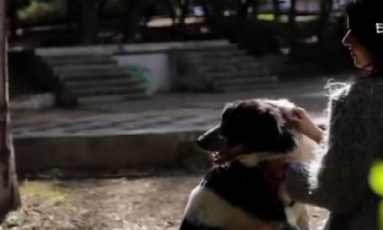 Η Κύπρια που πρωταγωνιστεί σε διαφήμιση για την κακοποίηση των ζώων! VIDEO