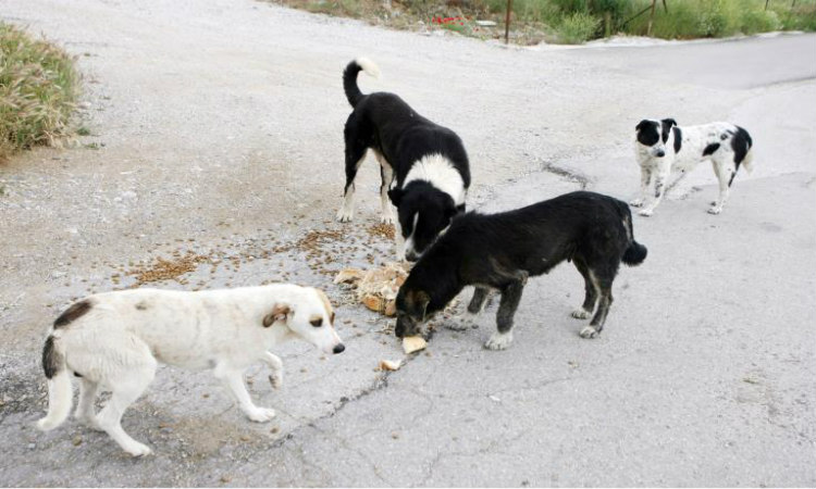 Αγέλη σκύλων προκαλεί αναστάτωση - Αναλαμβάνει δράση ο δήμος Λευκωσίας