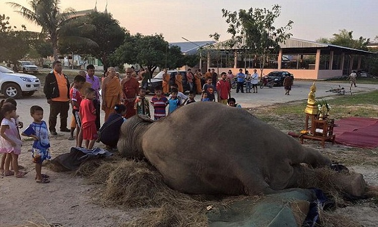 Ελέφαντας- τουριστική ατραξιόν κατέρρευσε και πέθανε