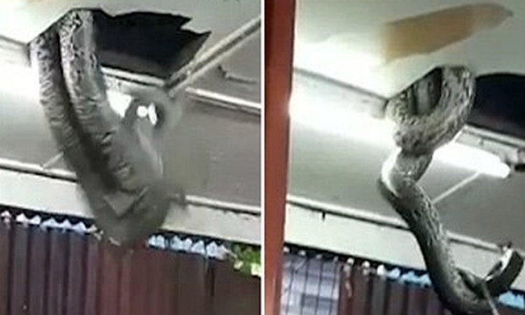 Γιγάντιο φίδι έπεσε από ταβάνι εστιατορίου και σκόρπισε τον πανικό - VIDEO