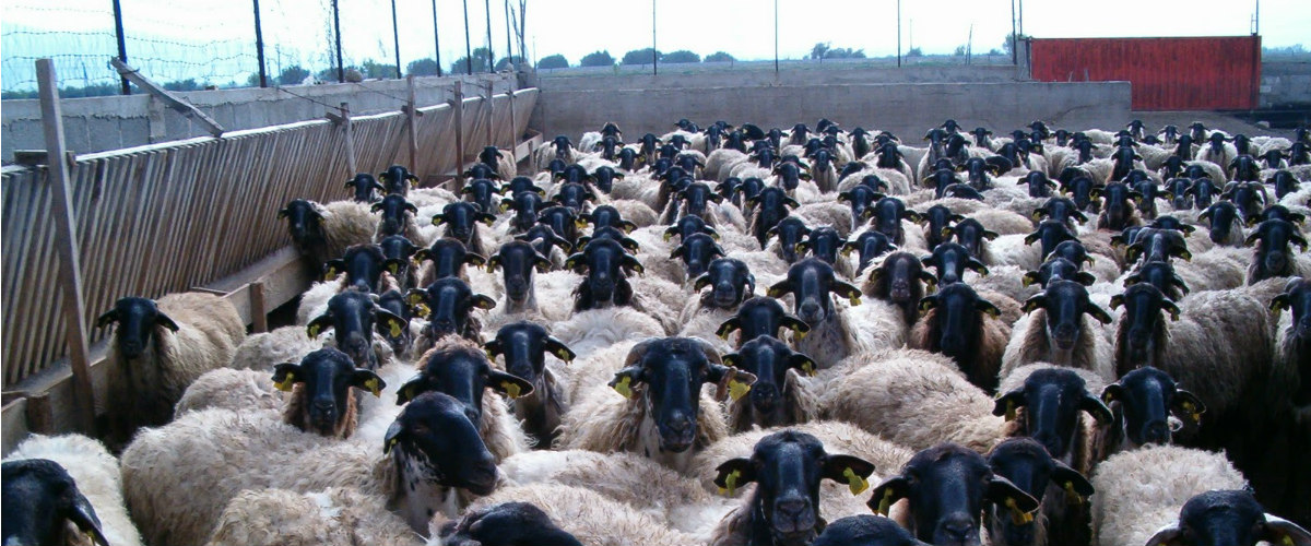ΚΑΛΟ ΧΩΡΙΟ: Έκλεψαν τα αιγοπρόβατα 30χρονου