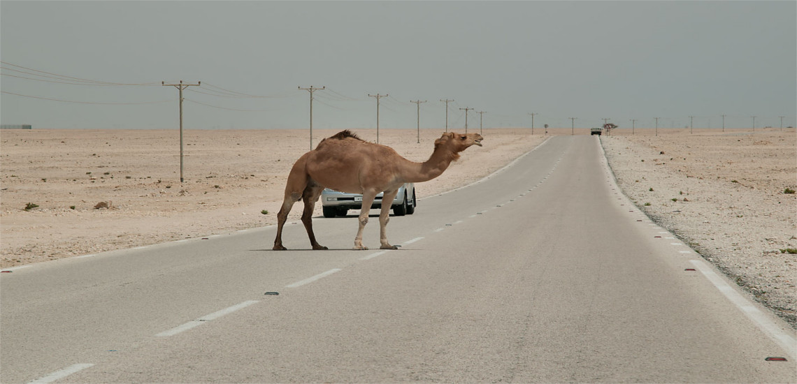 Ντουμπάι: Καμήλες αποφάσισαν να ζευγαρώσουν στη μέση ενός αυτοκινητόδρομου -  Video