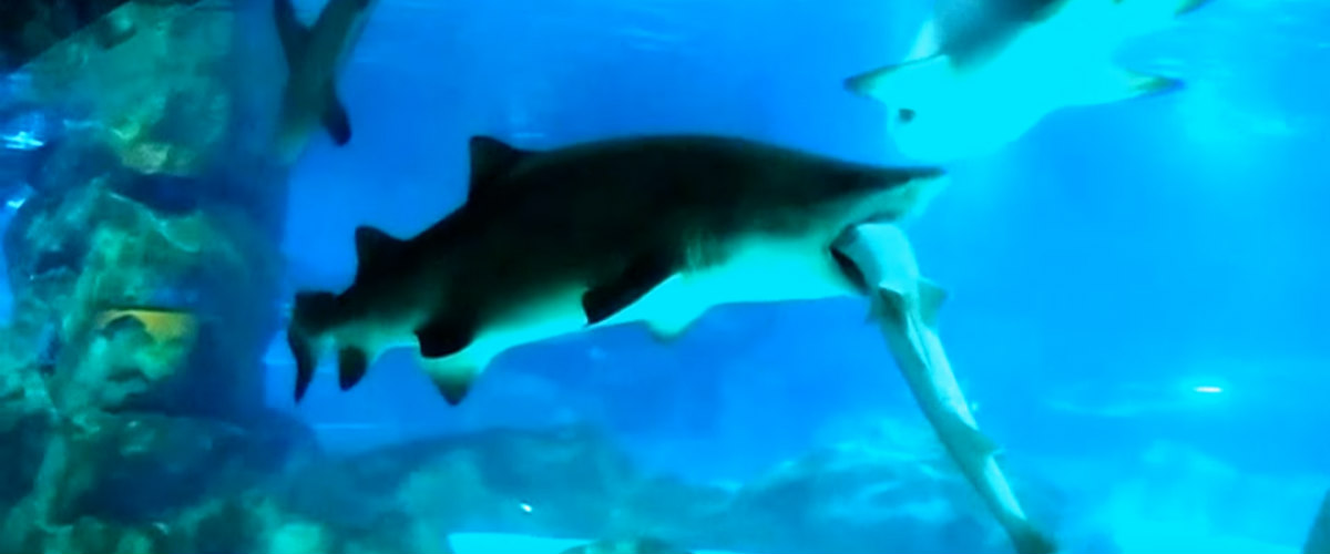 Απίστευτο βίντεο: Καρχαρίας τρώει άλλον καρχαρία μέσα σε ένυδρείο