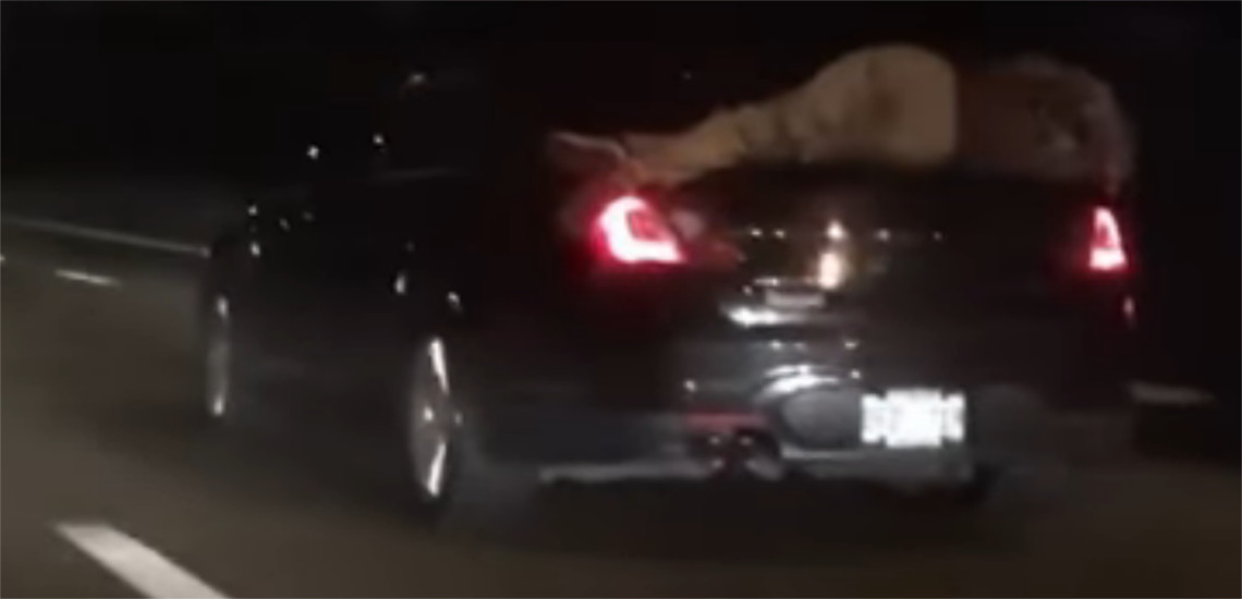Μεθυσμένος κοιμόταν πάνω στο πορτμπαγκάζ αυτοκινήτου για απόσταση 22 χιλιομέτρων - Video