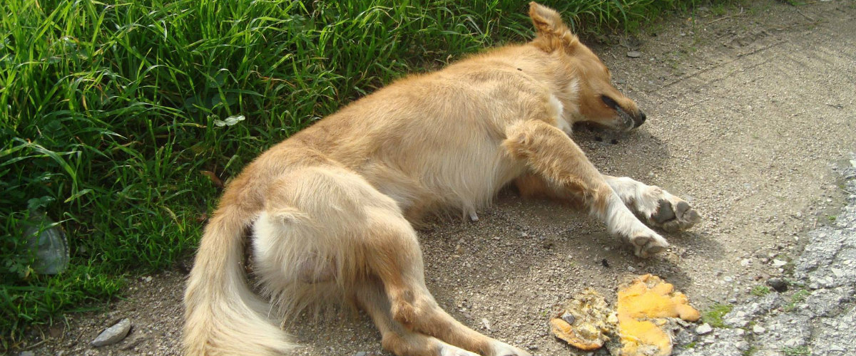 Λάρνακα: Ηλικιωμένος σκότωσε σκύλο με κλωτσιές επειδή μπήκε στην αυλή του!