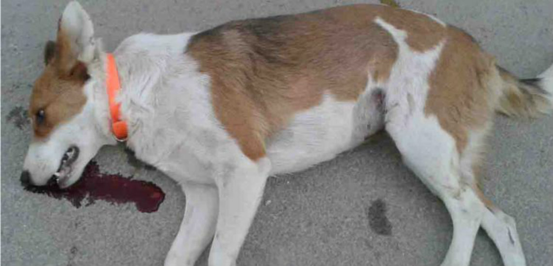 ΛΕΥΚΩΣΙΑ: Πάει σε δίκη ο 26χρονος που σκότωσε τον σκύλο του πετώντας τον από τον τρίτο