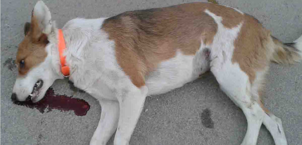 Αδιανόητο περιστατικό στη Λευκωσία - Νεαρός σκότωσε σκύλο αφού τον πέταξε από τον τρίτο!