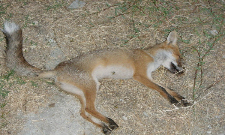 Κυνηγός σκότωσε αλεπού και την ανήρτησε στο διαδίκτυο: «Έφαγες μου τον λαγόν και εγώ έφαγα εσένα παλιοαλούπα» - ΦΩΤΟΓΡΑΦΙΑ