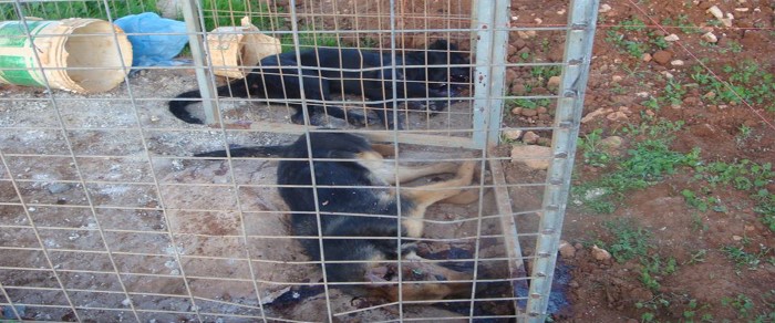 Aπίστευτη κτηνωδία! Κτύπωντας τα στο κεφάλι άγνωστος σκότωσε σκυλιά στην Άχνα