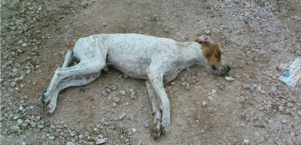 ΚΑΚΟΠΕΤΡΙΑ: Δηλητηρίασαν γάτες και σκύλο στο χωριό – Το χαρτομάντιλο με τον τόνο πρόδωσε συγχωριανό