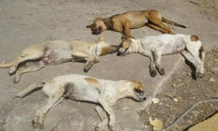 Kαταδίκη του ανθρώπου για την υπόθεση θανάτου 17 σκύλων - Ικανοποίηση εκφράζει το κόμμα για τα ζώα