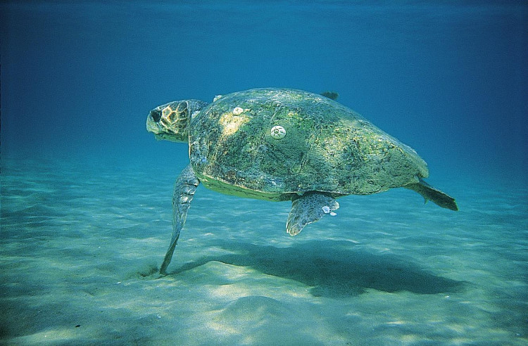Νεκρή χελώνα εντοπίστηκε σε παραλία της Ορόκλινης