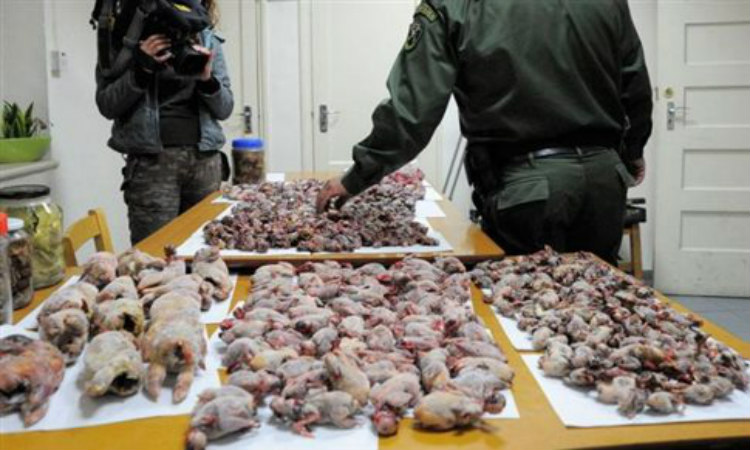 ΛΑΡΝΑΚΑ: Εκατοντάδες αμπελοπούλια βρέθηκαν σε σπίτι 55χρονης