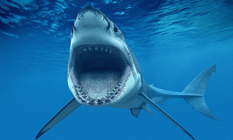 Βρέθηκε δόντι προϊστορικού καρχαρία-γίγαντα (ΦΩΤΟ)