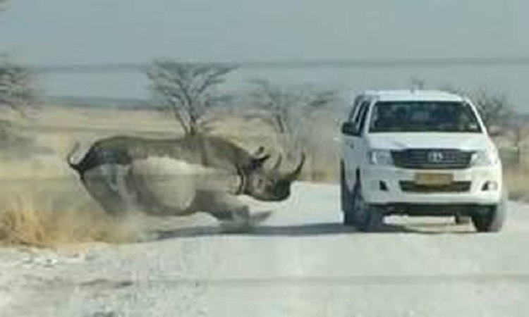 Ρινόκερος επιτίθεται σε τζιπ με τουρίστες - VIDEO