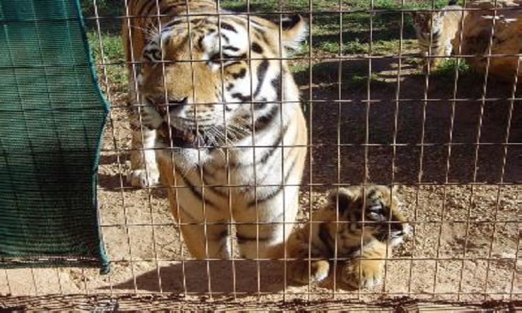 Δύο τιγράκια προστέθηκαν στην οικογένεια του Ζωολογικού Πάρκου της Πέγειας