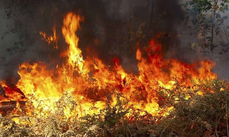 Μάχη με τις φλόγες στη Λεμεσό - Δύσκολο το έργο της κατάσβεσης