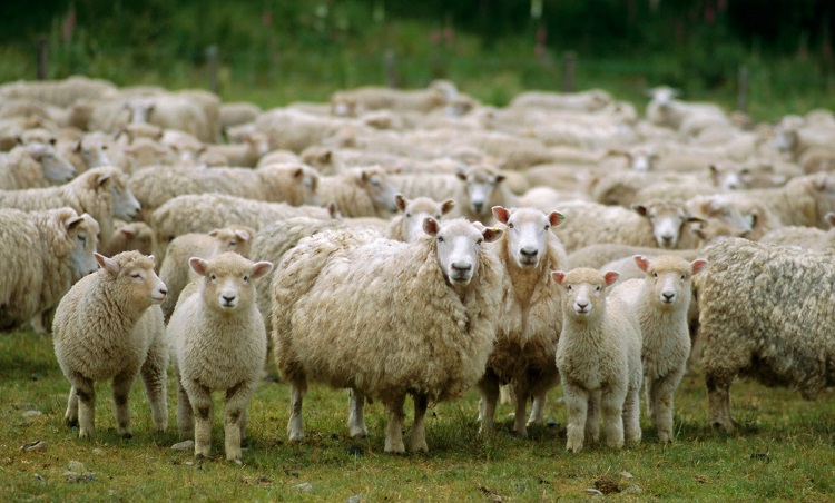 Μια διαφορετική κλοπή στην Κύπρο: Έκλεψαν πρόβατα αξίας χιλιάδων ευρώ