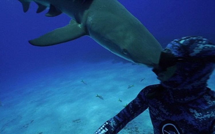 Τυφλός καρχαρίας ρίχνει κουτουλιά σε δύτη (VIDEO)