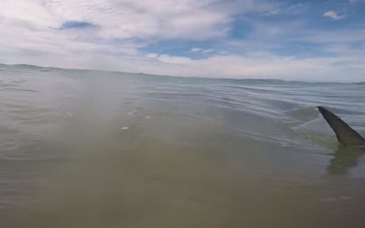Το ανέμελο κολύμπι μιας κοπέλας διακόπτεται… από καρχαρία