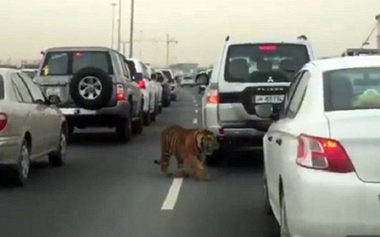 Τίγρης κάνει βόλτες σε λεωφόρο του Κατάρ - VIDEO